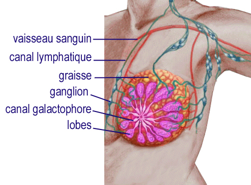 Sein : anatomie et cancer