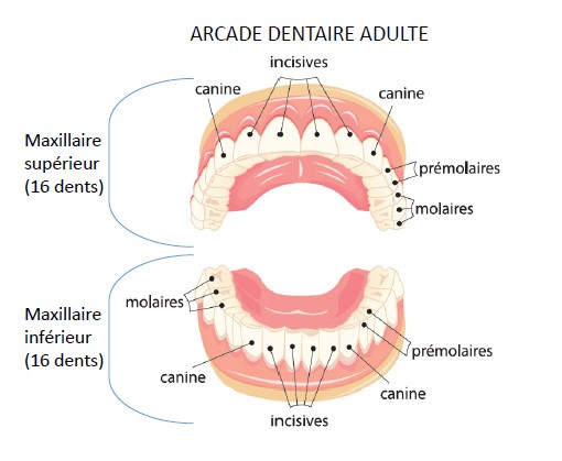 arcades dentaires