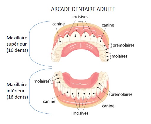 Les Dents Sante Pour Tous