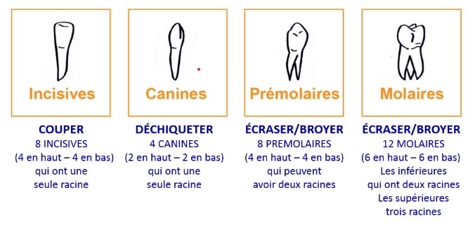 Les Dents Sante Pour Tous