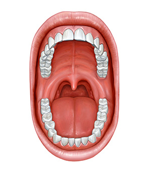 Aperçu Macro De La Bouche Ouverte Des Dents De La Langue Et Des Appareils  Dentaires En