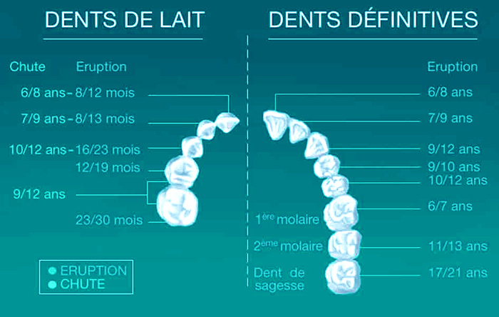 Les Dents Sante Pour Tous