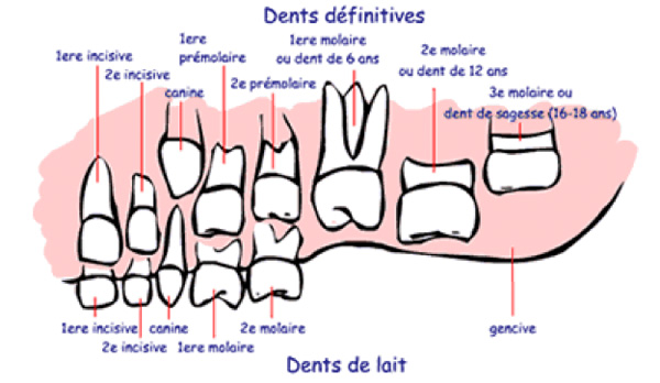 Les Dents Sante Pour Tous